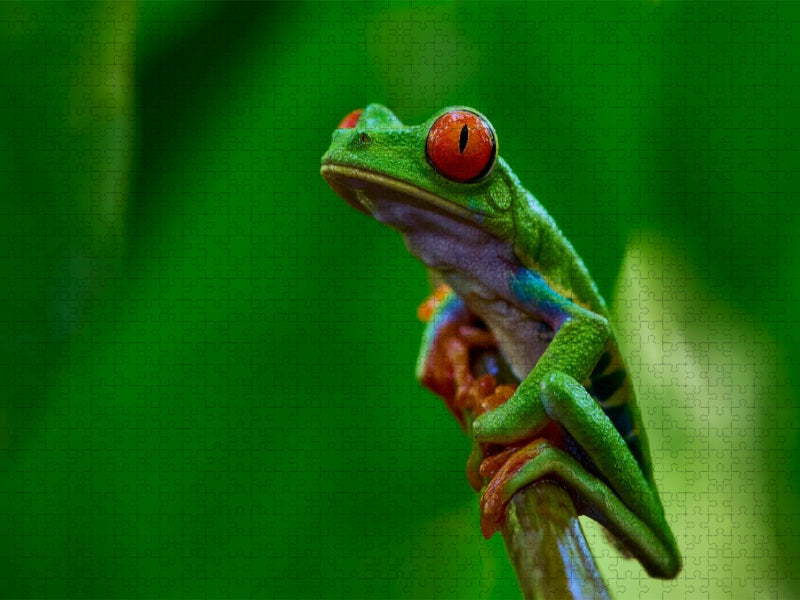 Costa Rica - Rotaugenlaubfrosch - CALVENDO Foto-Puzzle'