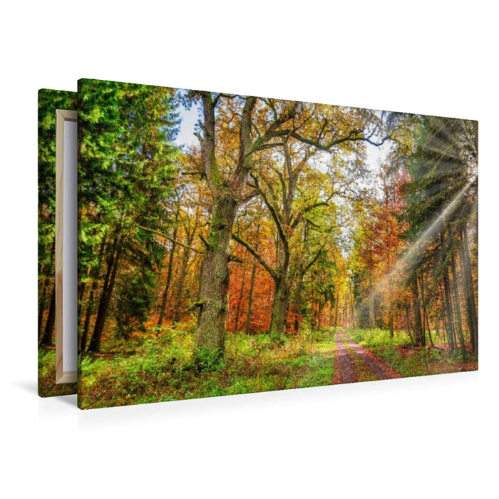 Premium Textil-Leinwand Märchenhafter Wald mit knorrigen Eichen im Herbstlicht lädt zum Wandern ein, Hessen Deutschland