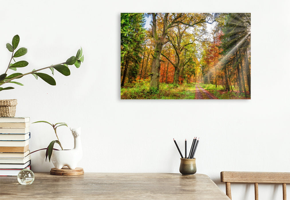 Premium Textil-Leinwand Märchenhafter Wald mit knorrigen Eichen im Herbstlicht lädt zum Wandern ein, Hessen Deutschland