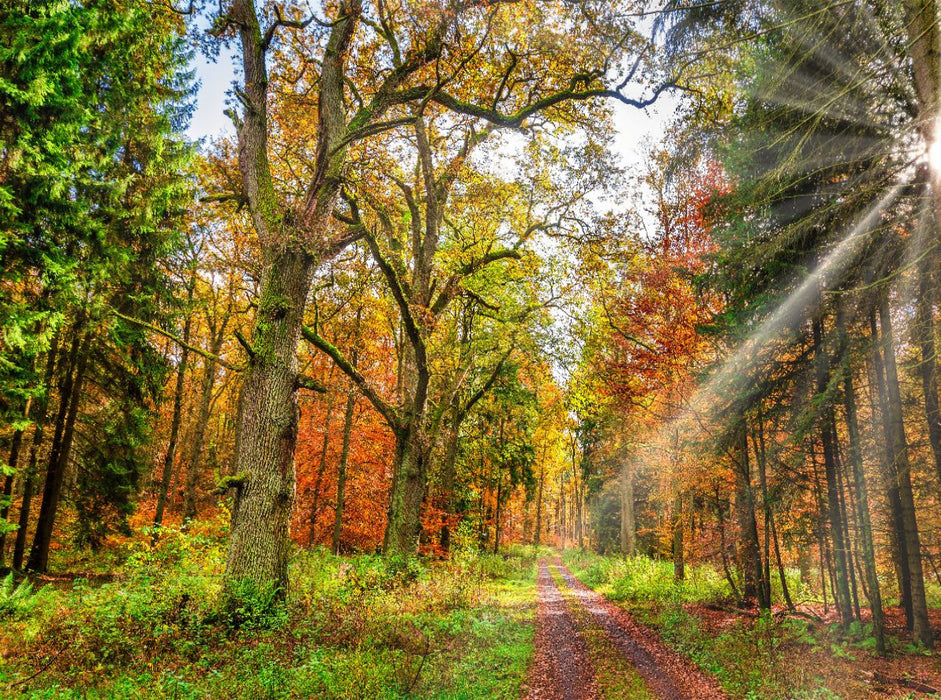 Märchenhafter Wald mit knorrigen Eichen im Herbstlicht lädt zum Wandern ein, Hessen Deutschland - CALVENDO Foto-Puzzle'