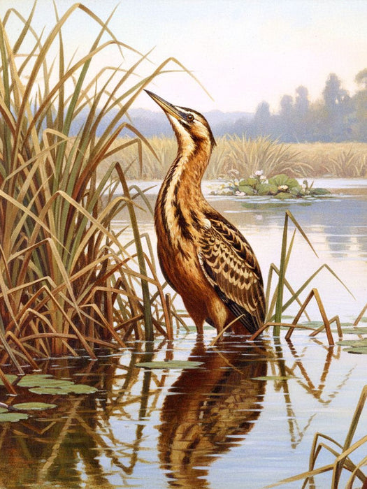 Rohrdommel - seltener Vogel als Gemälde - CALVENDO Foto-Puzzle'