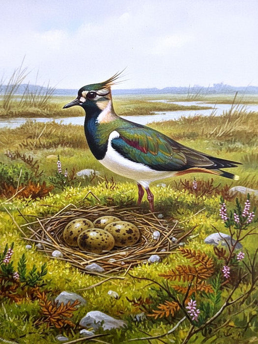 Kiebitz - seltener Vogel als Gemälde - CALVENDO Foto-Puzzle'