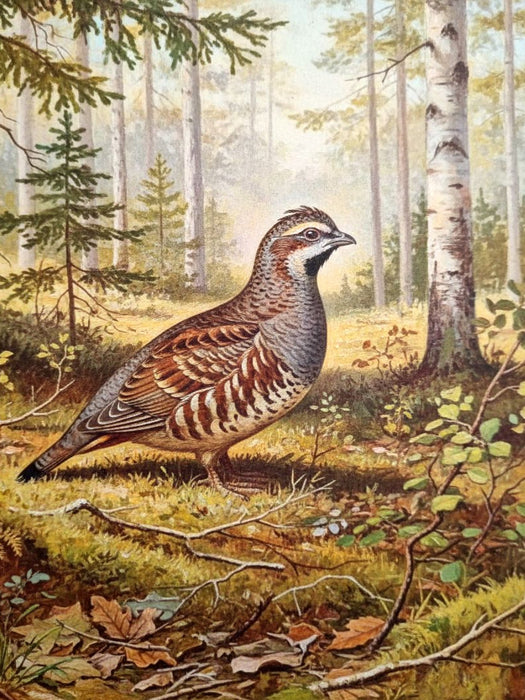 Birkhuhn - seltener Vogel als Gemälde - CALVENDO Foto-Puzzle'