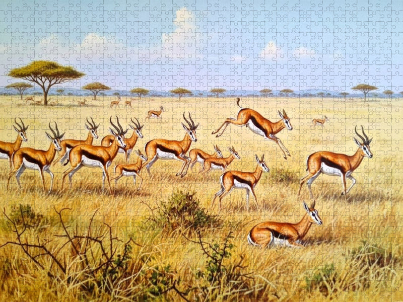 Springböcke mit Jungtieren als Gemälde - CALVENDO Foto-Puzzle'