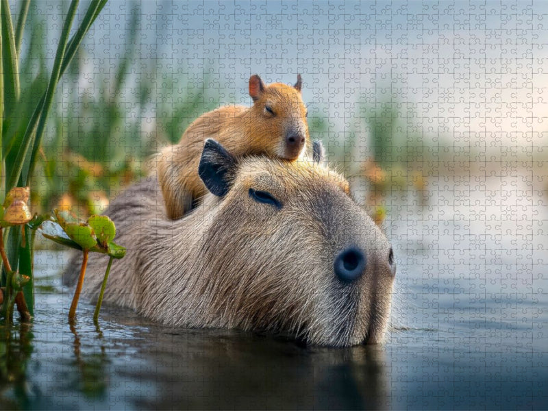 Mama und Baby gönnen sich ein Schläfchen - CALVENDO Foto-Puzzle'