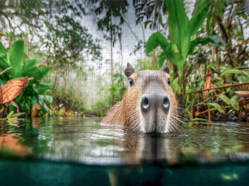 Hier schwimmt es sich auch ganz ruhig - CALVENDO Foto-Puzzle'