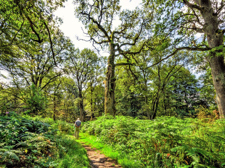 Unterwegs im Urwald Sababurg zwischen Farnen und bizarren Baumveteranen, Hessen, Deutschland - CALVENDO Foto-Puzzle'