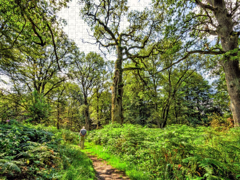 Unterwegs im Urwald Sababurg zwischen Farnen und bizarren Baumveteranen, Hessen, Deutschland - CALVENDO Foto-Puzzle'