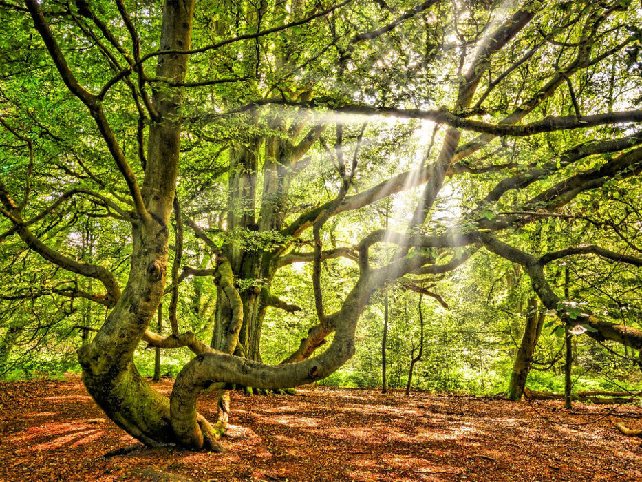 Skurrile Buchen im Urwald Sababurg, Hessen, Deutschland - CALVENDO Foto-Puzzle'
