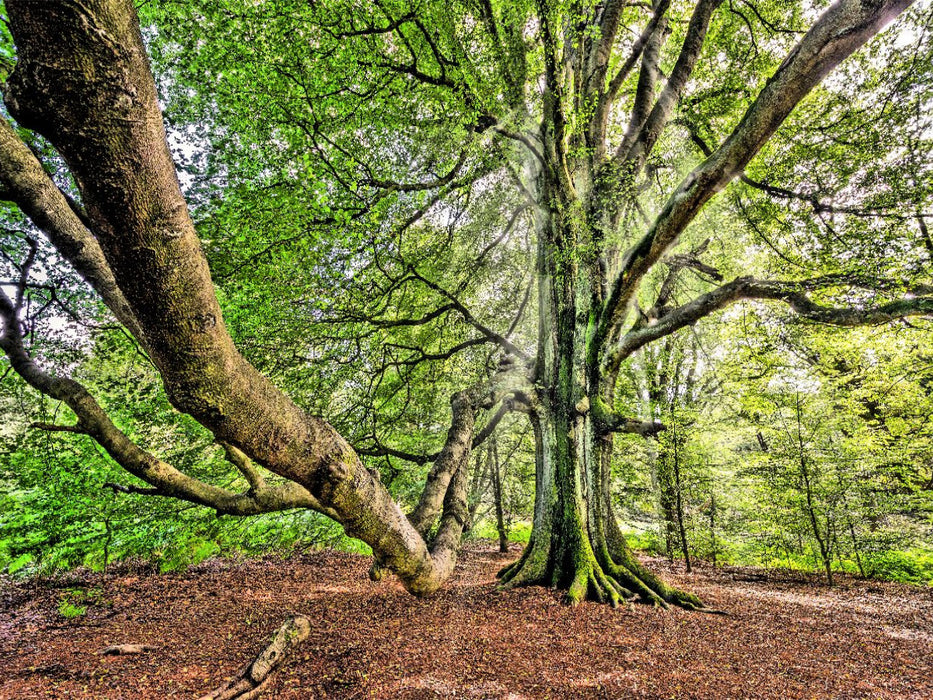 Alte Buche im Urwald Sababurg, Hessen, Deutschland - CALVENDO Foto-Puzzle'