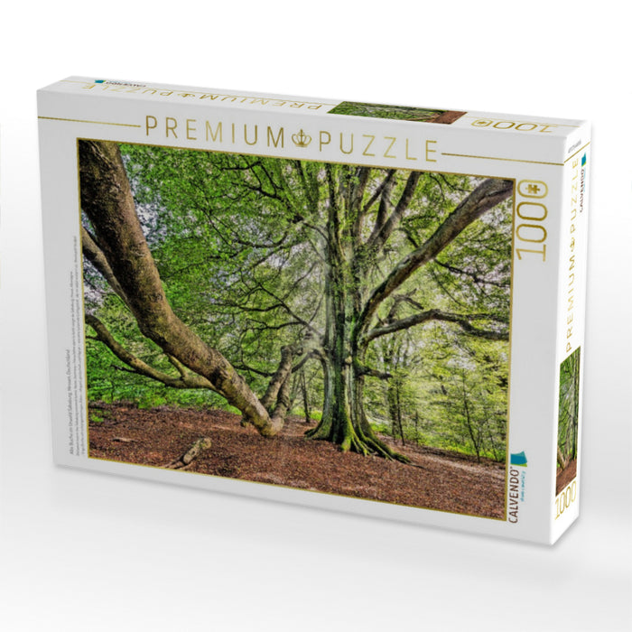 Alte Buche im Urwald Sababurg, Hessen, Deutschland - CALVENDO Foto-Puzzle'