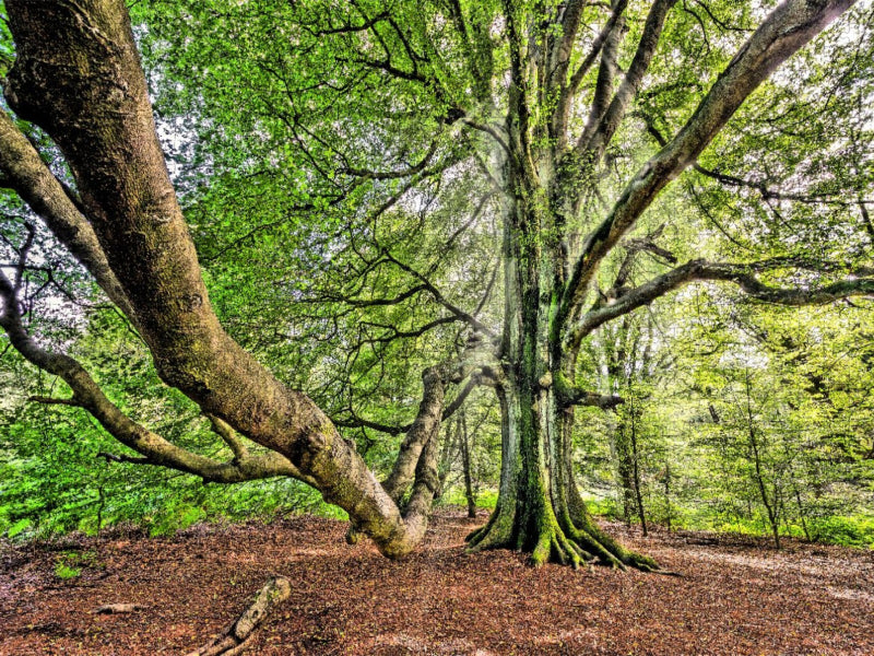 Alte Buche im Urwald Sababurg, Hessen, Deutschland - CALVENDO Foto-Puzzle'