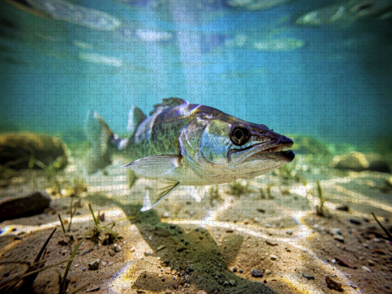 Zander im See – natürlich besser. - CALVENDO Foto-Puzzle'