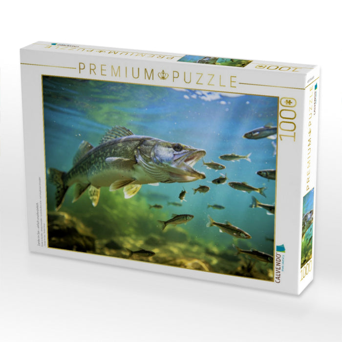 Zander im See – einfach unwiderstehlich. - CALVENDO Foto-Puzzle'