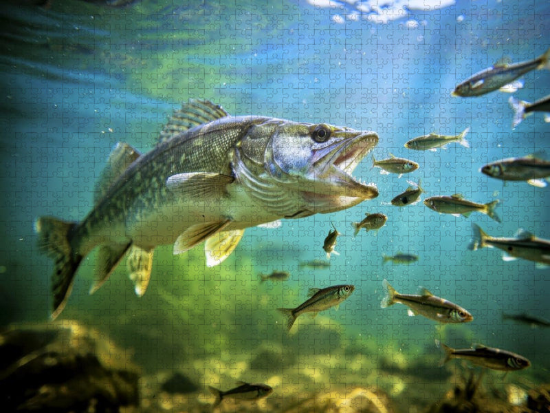 Zander im See – einfach unwiderstehlich. - CALVENDO Foto-Puzzle'