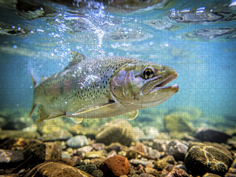 Geboren im Strom, gewachsen in Klarheit. - CALVENDO Foto-Puzzle'