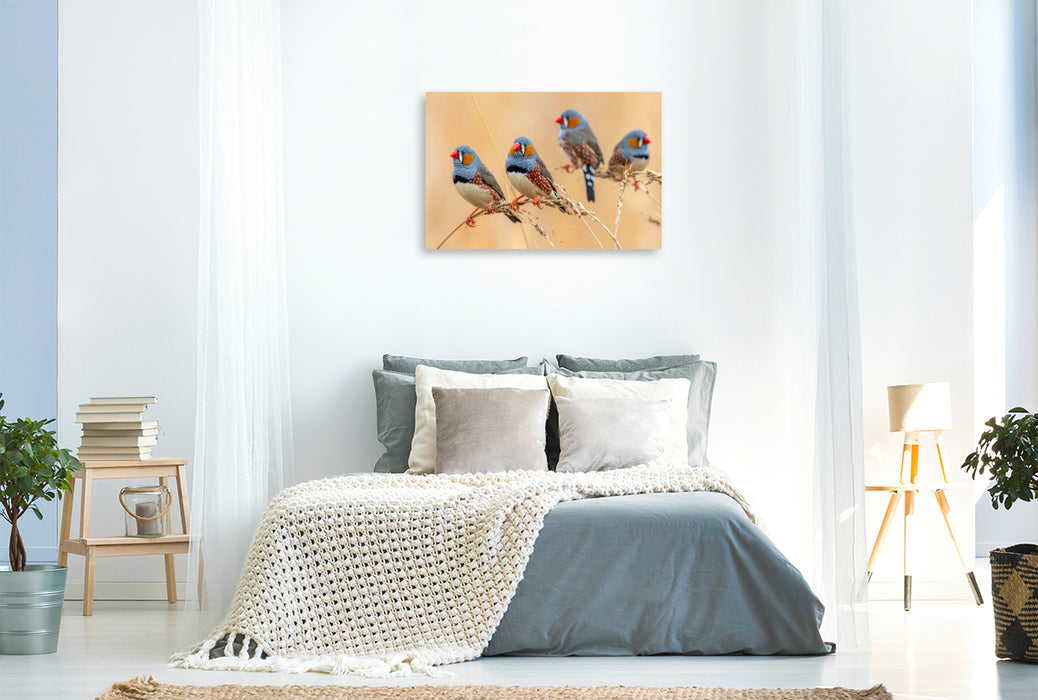 Premium Textil-Leinwand Zebrafinken im Grasland