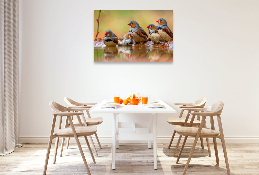 Premium Textil-Leinwand Treffpunkt Wasserloch - Zebrafinken beim Bad