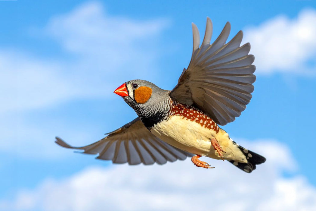 Premium Textil-Leinwand Im Flug vor den Wolken - Zebrafink