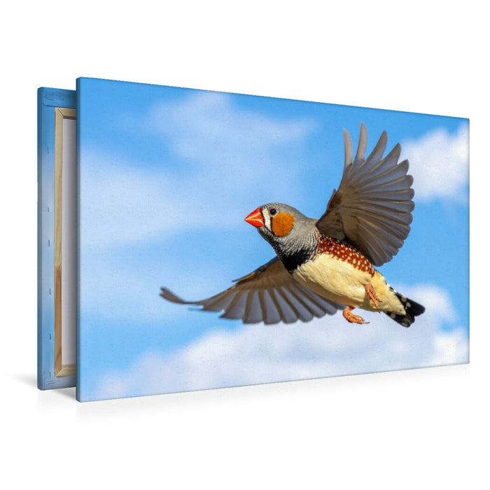 Premium Textil-Leinwand Im Flug vor den Wolken - Zebrafink