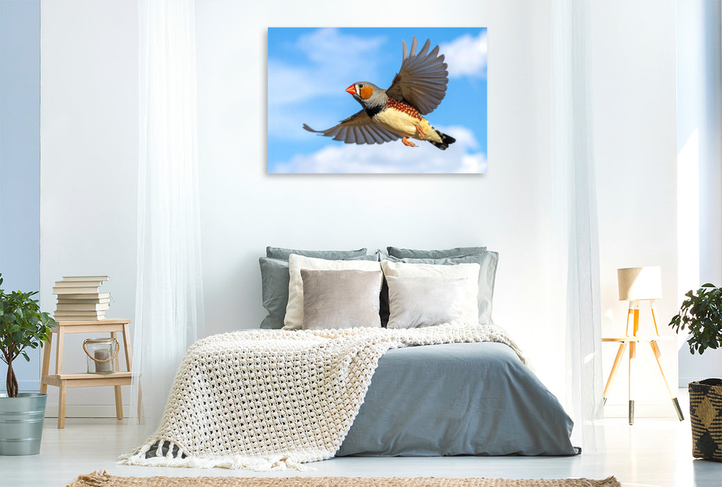 Premium Textil-Leinwand Im Flug vor den Wolken - Zebrafink