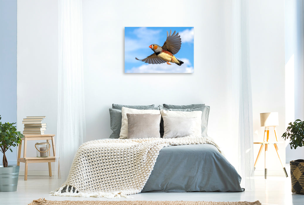Premium Textil-Leinwand Im Flug vor den Wolken - Zebrafink
