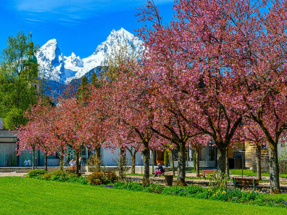 Japanische Kirschblüte im Kurgarten, Berchtesgaden - CALVENDO Foto-Puzzle'