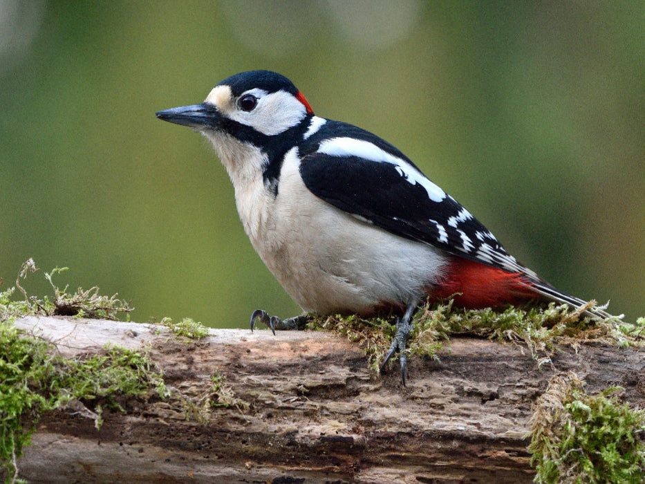 Buntspecht / Dendrocopos major / Great Spotted Woodpecker - CALVENDO Foto-Puzzle'