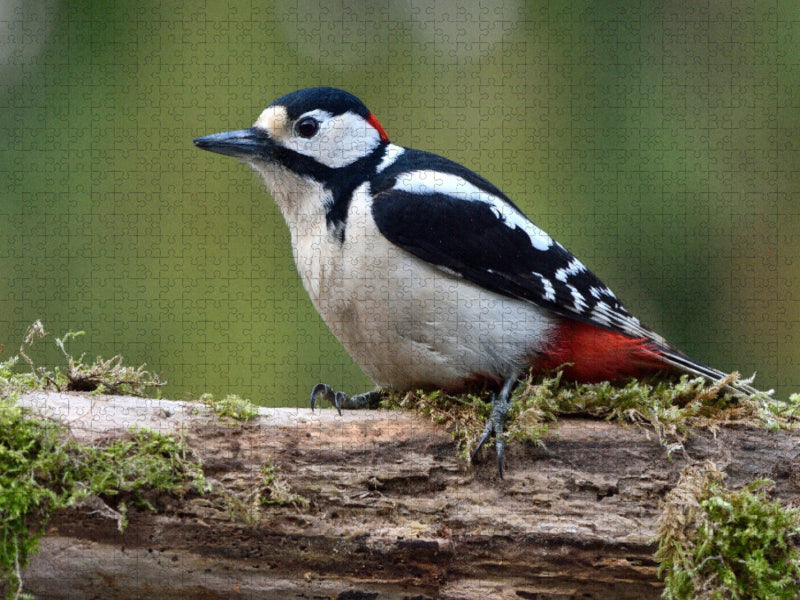 Buntspecht / Dendrocopos major / Great Spotted Woodpecker - CALVENDO Foto-Puzzle'