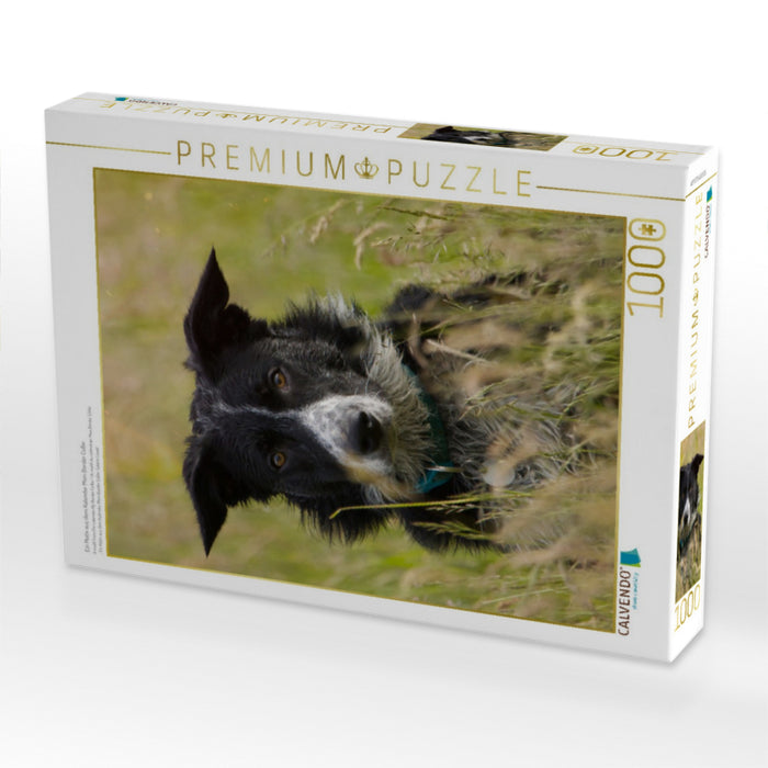Ein Motiv aus dem Kalender Mein Border Collie - CALVENDO Foto-Puzzle'