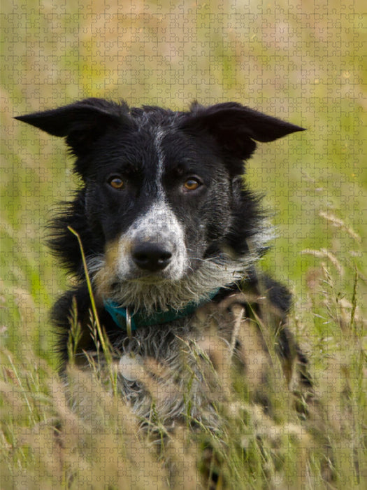 Ein Motiv aus dem Kalender Mein Border Collie - CALVENDO Foto-Puzzle'