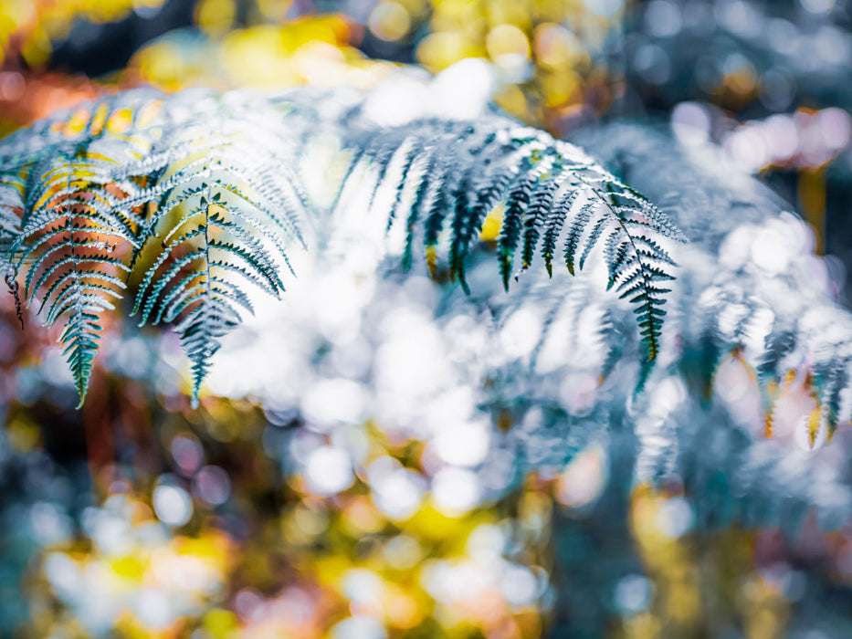 Farnwedel im Lichtertanz - CALVENDO Foto-Puzzle'