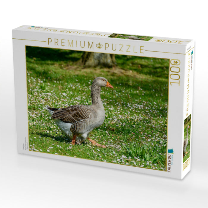 Graugans - CALVENDO Foto-Puzzle'