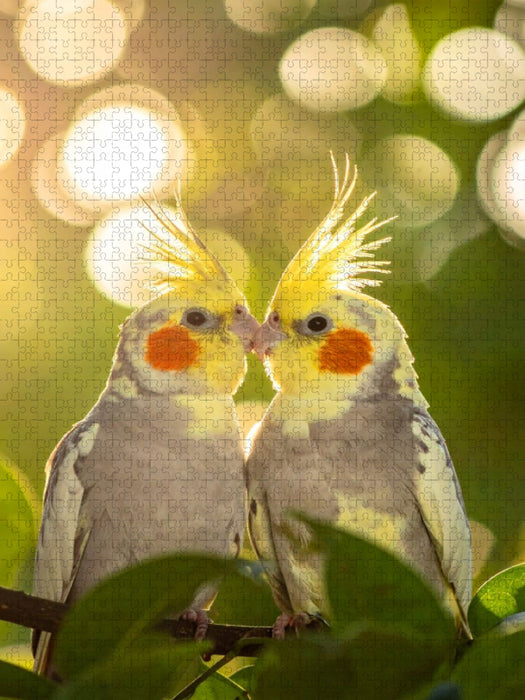 Freunde im Busch - Nymphensittiche - CALVENDO Foto-Puzzle'