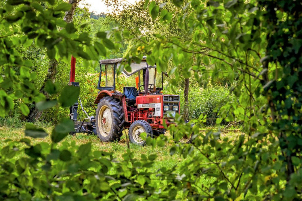 Premium Textil-Leinwand Verlassener alter roter Traktor am Feldrand schaut durch grünes Blattwerk