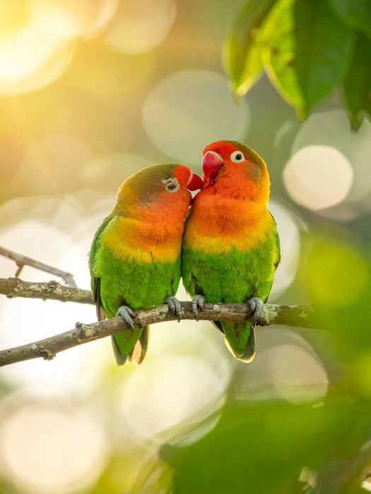 Im Herzen des Sommers vereint - Lovebirds - CALVENDO Foto-Puzzle'