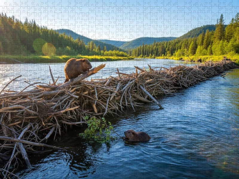 Verbesserungen sind immer nötig - Biber am Staudamm - CALVENDO Foto-Puzzle'