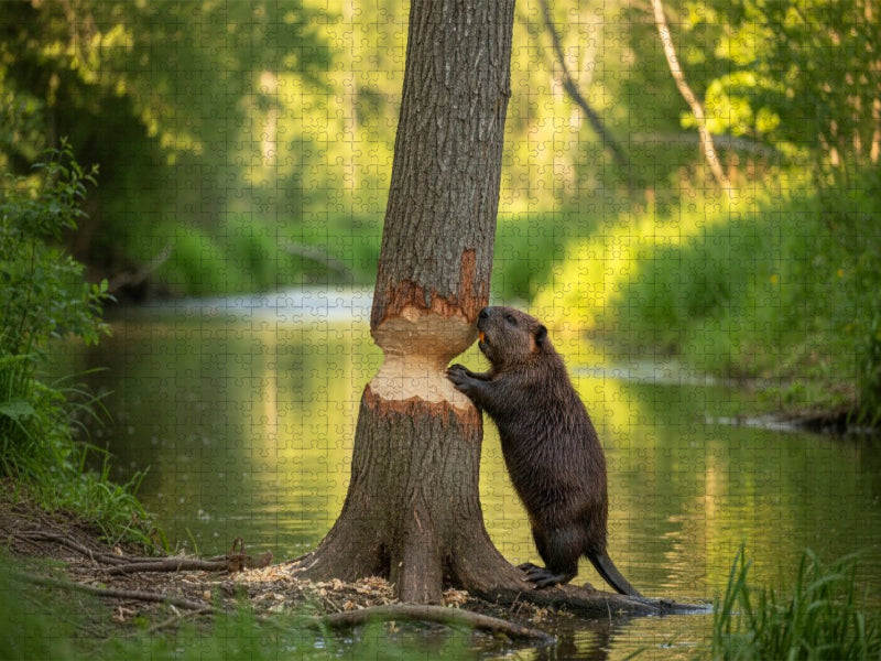 Fast geschafft - Biber mit Baumstamm - CALVENDO Foto-Puzzle'