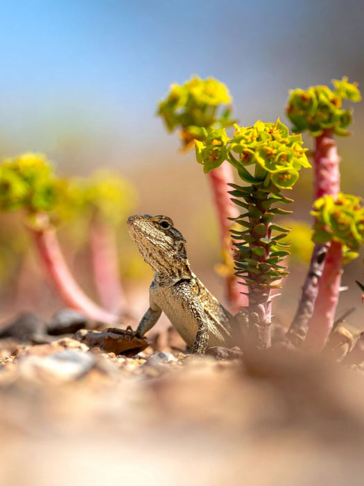 Euphorbia Sukkulente und Eidechse - CALVENDO Foto-Puzzle'