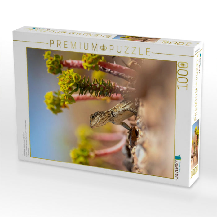 Euphorbia Sukkulente und Eidechse - CALVENDO Foto-Puzzle'