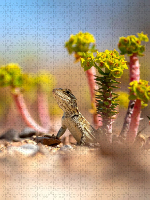 Euphorbia Sukkulente und Eidechse - CALVENDO Foto-Puzzle'