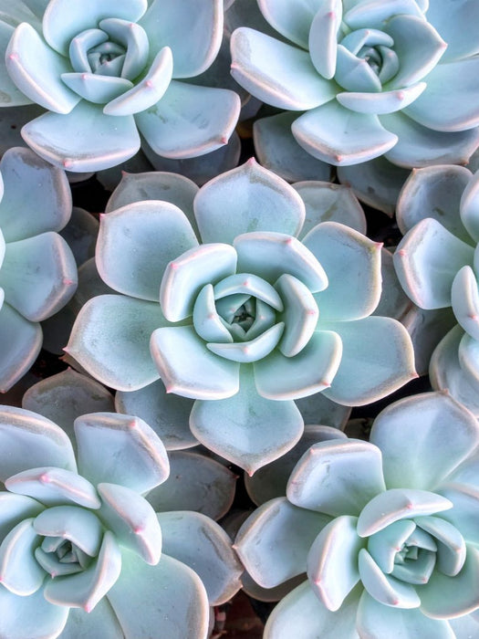 Echeveria Sukkulenten von oben - CALVENDO Foto-Puzzle'