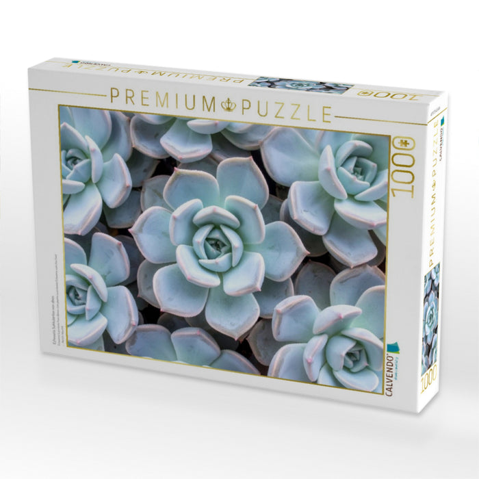 Echeveria Sukkulenten von oben - CALVENDO Foto-Puzzle'