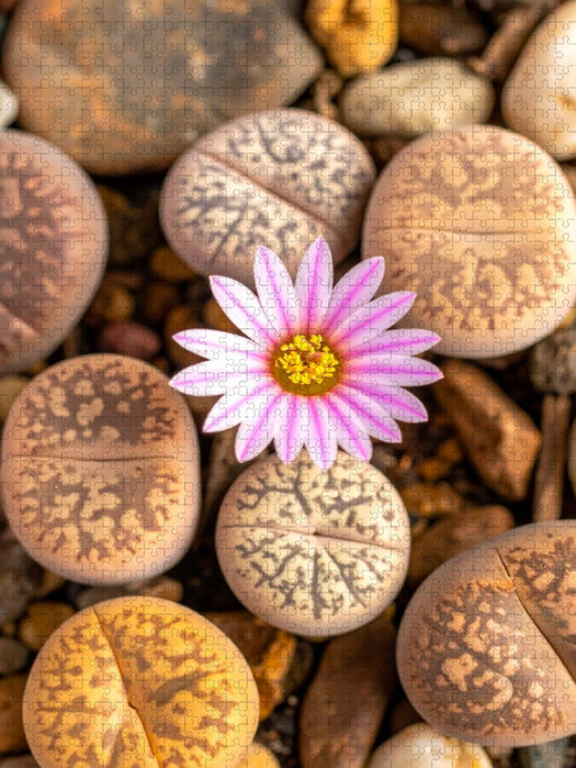 Lithops - Blühender lebender Stein - CALVENDO Foto-Puzzle'