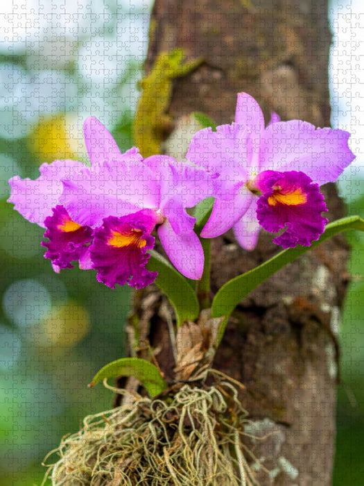 Leuchtende Cattleya Orchidee - CALVENDO Foto-Puzzle'