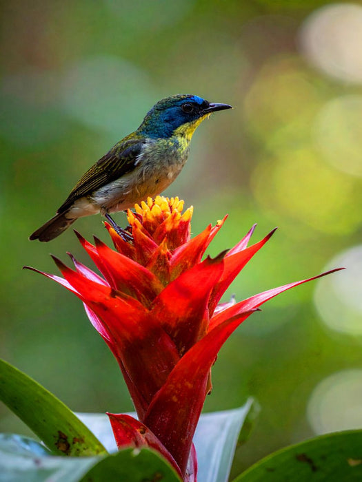 Guzmania - Bromelienblüte mit Vogelbesuch - CALVENDO Foto-Puzzle'