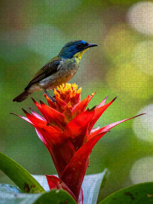 Guzmania - Bromelienblüte mit Vogelbesuch - CALVENDO Foto-Puzzle'