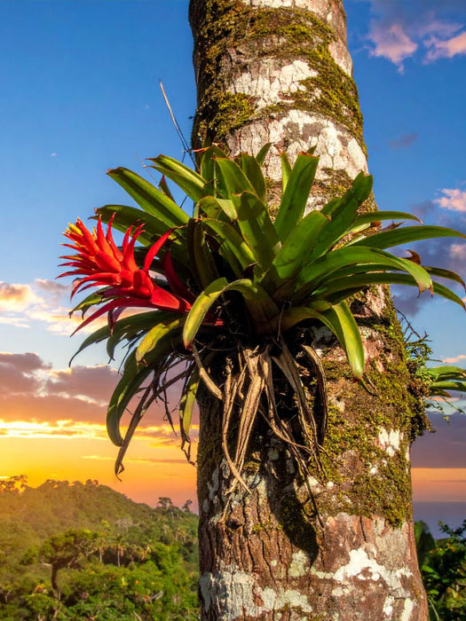 Blühende Bromelie an einem Baum - CALVENDO Foto-Puzzle'