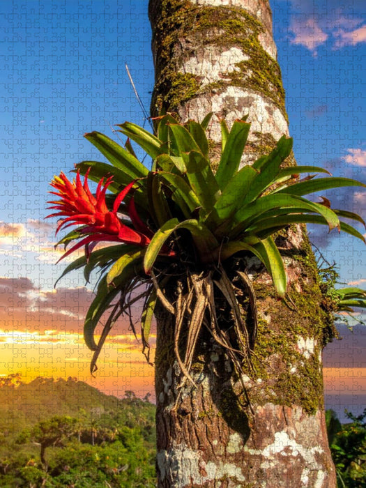 Blühende Bromelie an einem Baum - CALVENDO Foto-Puzzle'