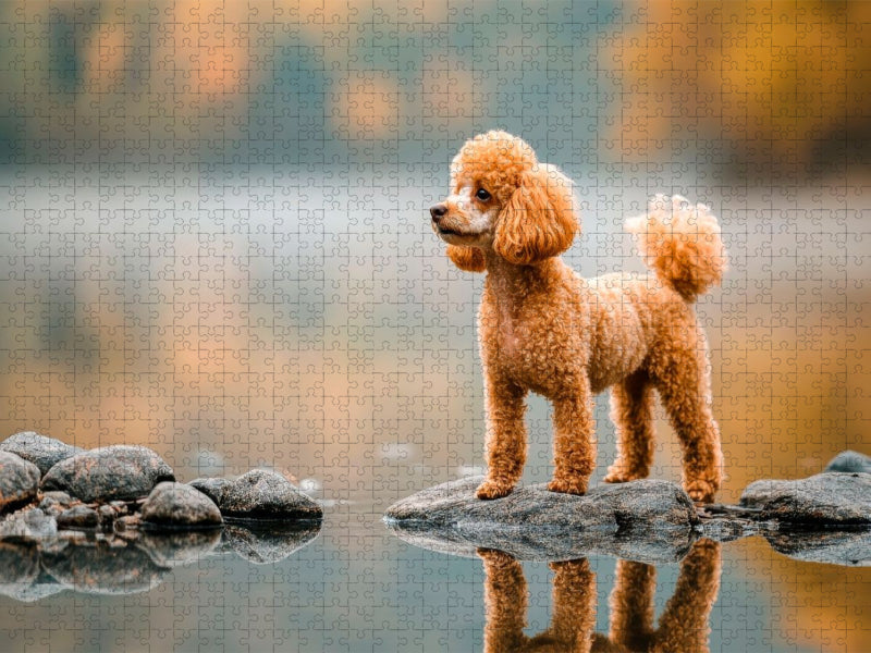 Pudel auf Entdeckungstour - CALVENDO Foto-Puzzle'